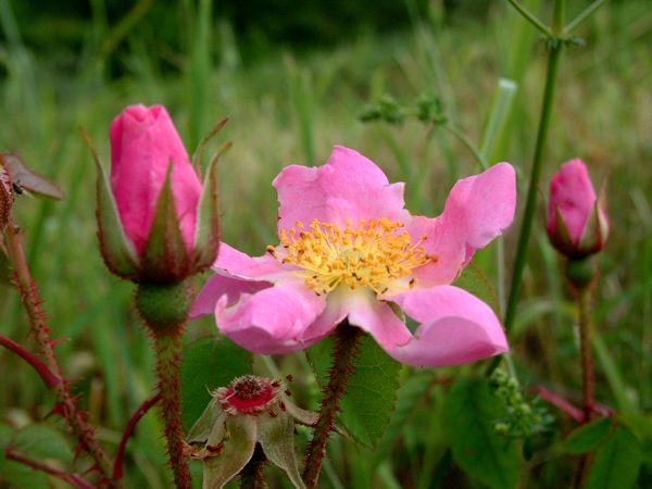 rose selvatiche